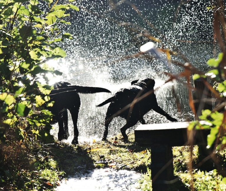 2 schwarze Hunde spielen im Garten bei Sonnenschein