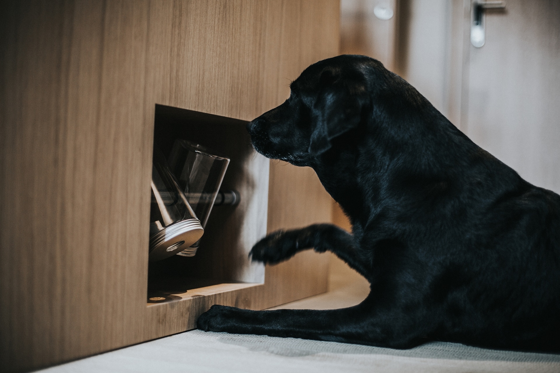 Hotelhund Bond spielt mit dem Leckerliespiel in der WOW Suite