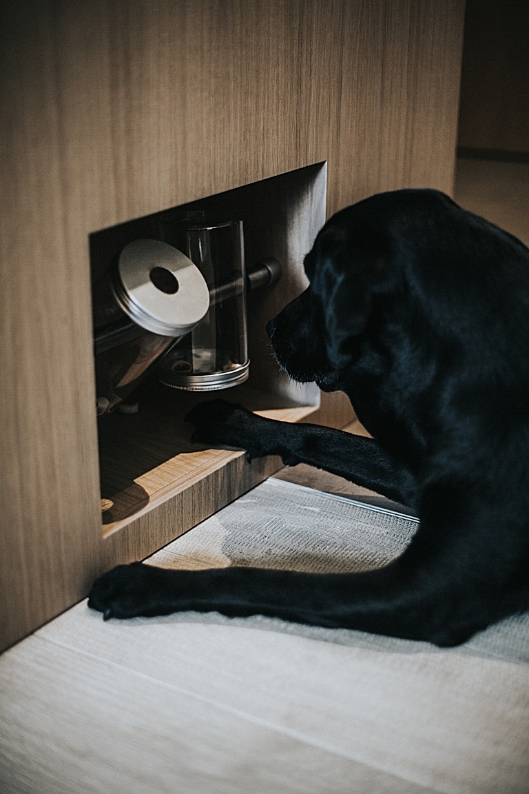 Hotelhund Bond spielt mit dem Leckerliespiel in der WOW Suite