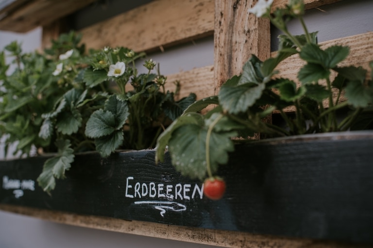 Erdbeeren frisch aus dem Garten in der Wasnerin