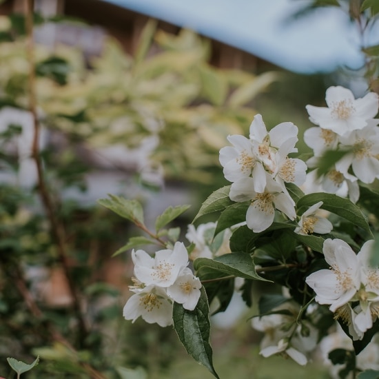 weiße Blüten im Alpenwortegarten