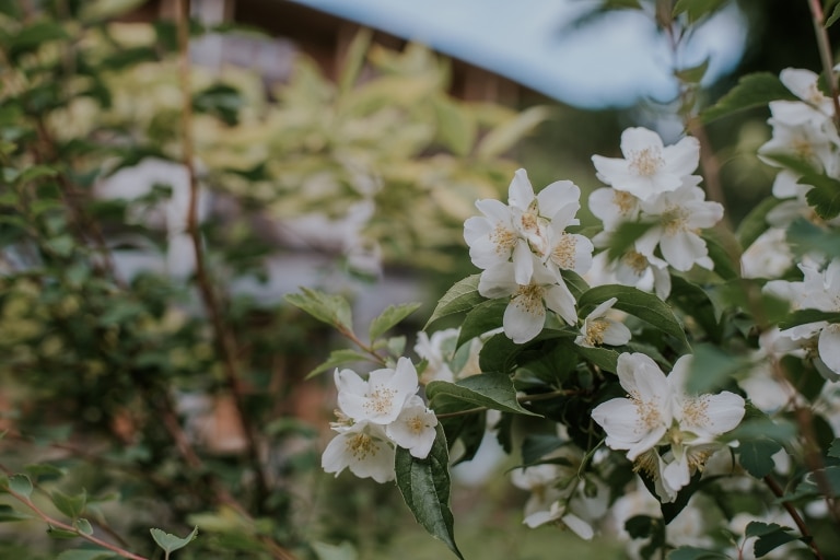 weiße Blüten im Alpenwortegarten