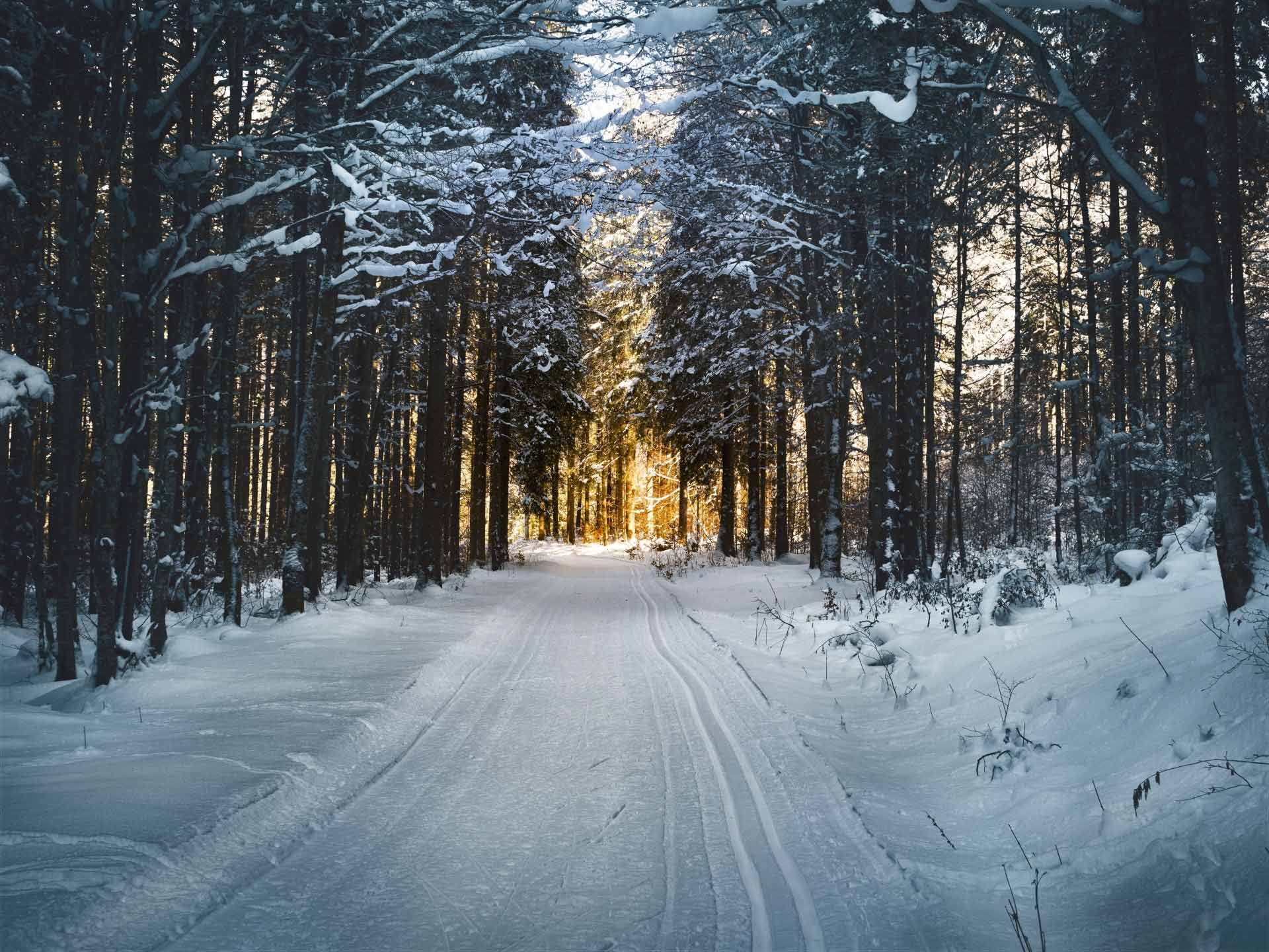 Verschneiter Waldweg mit Sonne